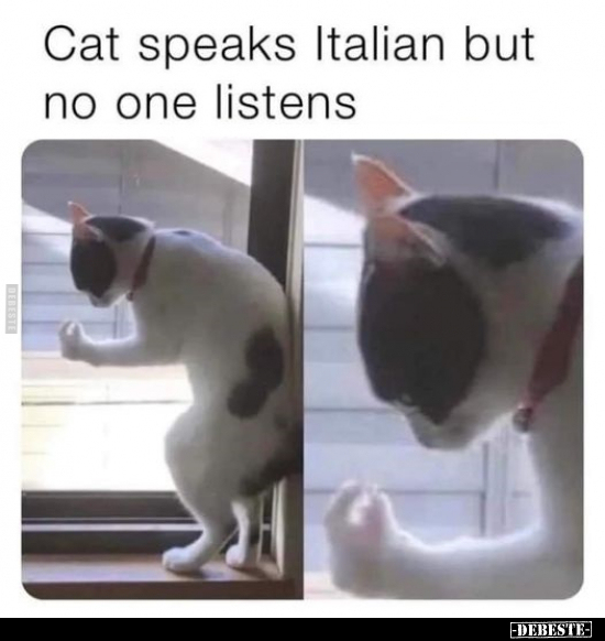 Cat speaks Italian but no one listens