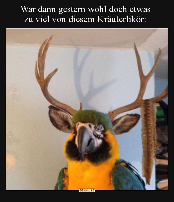 War dann gestern wohl doch etwas
zu viel von diesem Kräuterlikör: