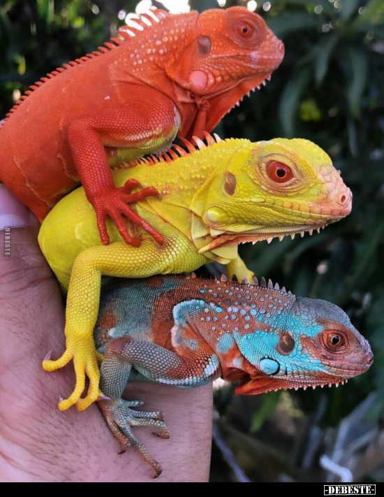  - Lustige Bilder | DEBESTE.de