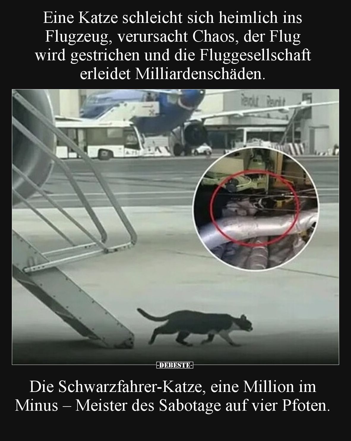 Eine Katze schleicht sich heimlich ins Flugzeug, verursacht Chaos, der Flug wird gestrichen und die Fluggesellschaft erleidet...
