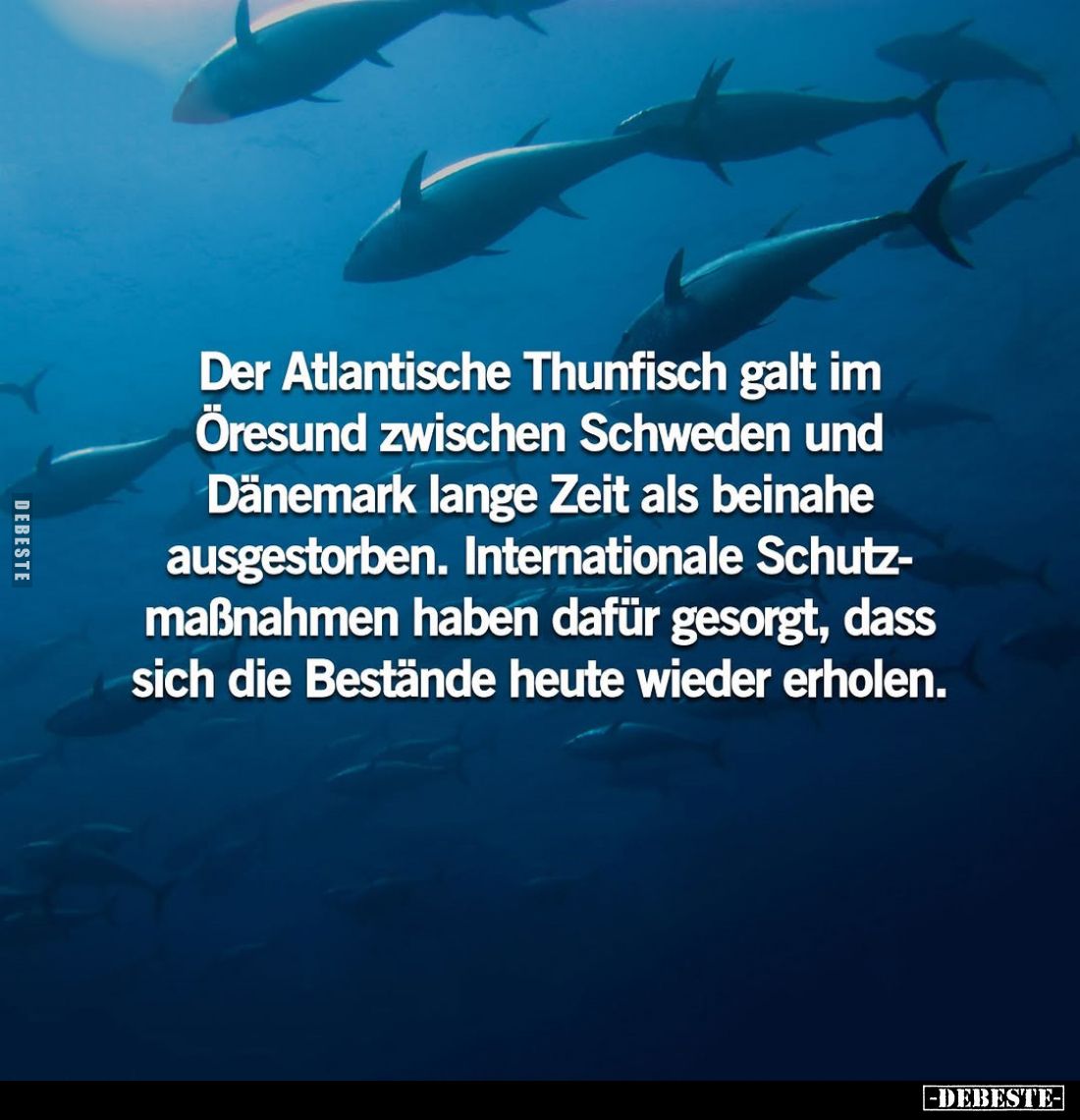 Der Atlantische Thunfisch galt im Öresund zwischen Schweden und Dänemark lange Zeit als beinahe ausgestorben. Internationale ...