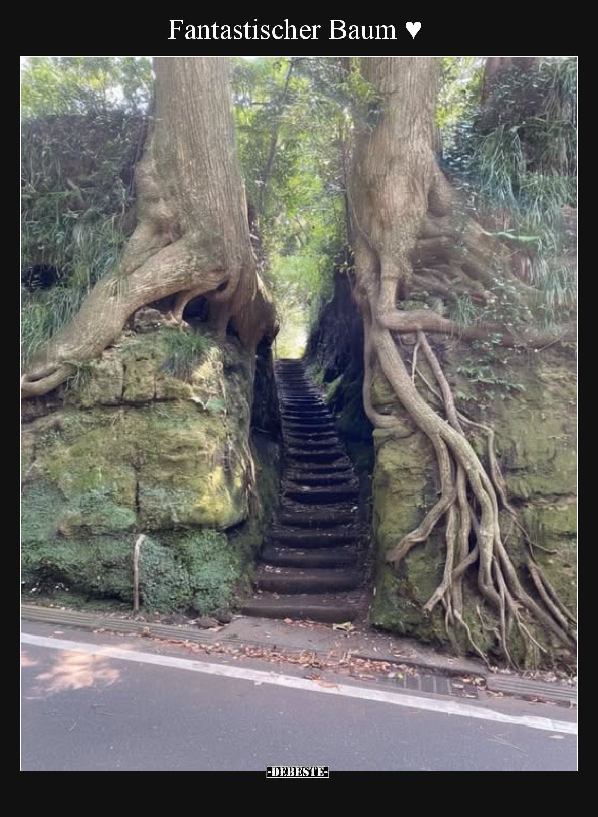 Fantastischer Baum ♥