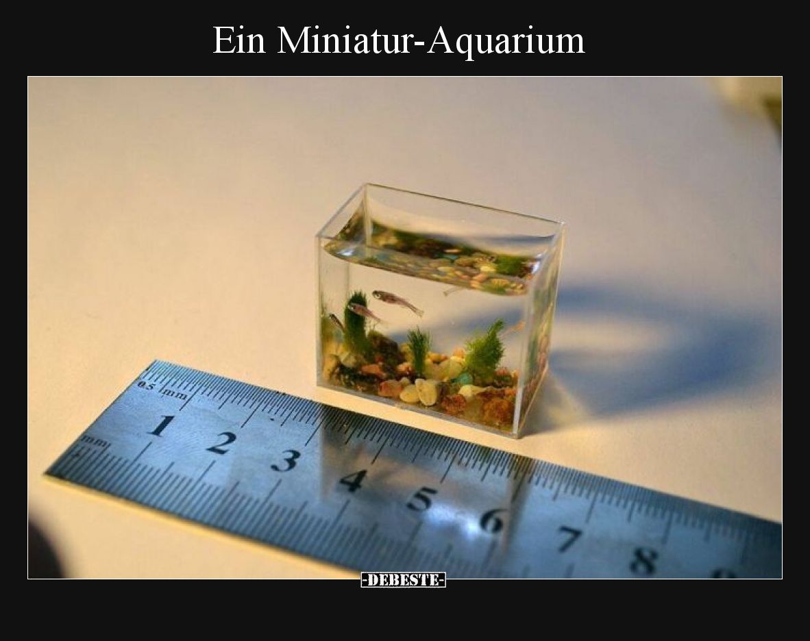 Ein Miniatur-Aquarium