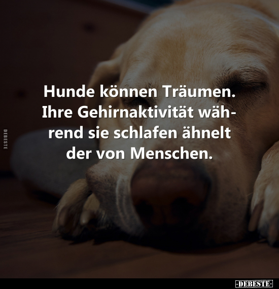 Hunde können Träumen.. - Lustige Bilder | DEBESTE.de