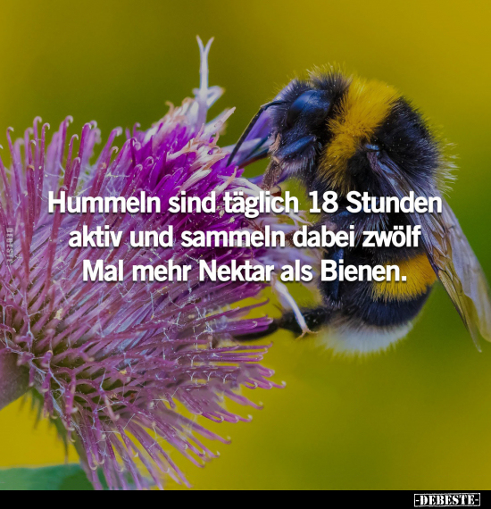 Hummeln sind täglich 18 Stunden aktiv und sammeln dabei.. - Lustige Bilder | DEBESTE.de