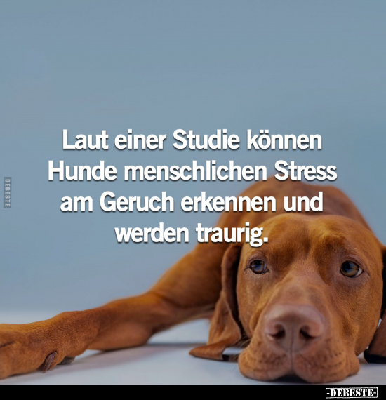 Laut einer Studie können Hunde menschlichen Stress am.. - Lustige Bilder | DEBESTE.de