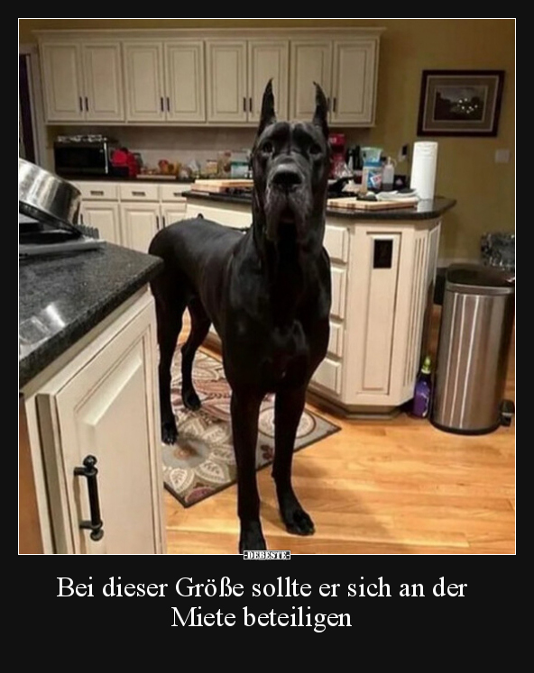 Bei dieser Größe sollte er sich an der Miete beteiligen.. - Lustige Bilder | DEBESTE.de