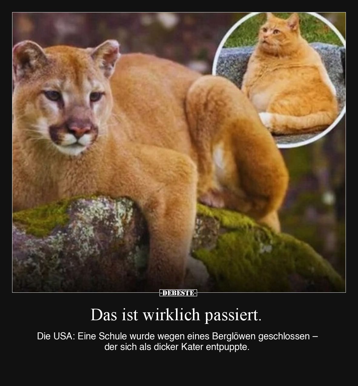 Das ist wirklich passiert.  Die USA: Eine Schule wurde wegen eines Berglöwen geschlossen – der sich als dicker Kater entpuppt...
