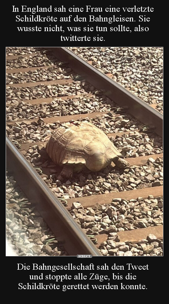 In England sah eine Frau eine verletzte Schildkröte auf den.. - Lustige Bilder | DEBESTE.de