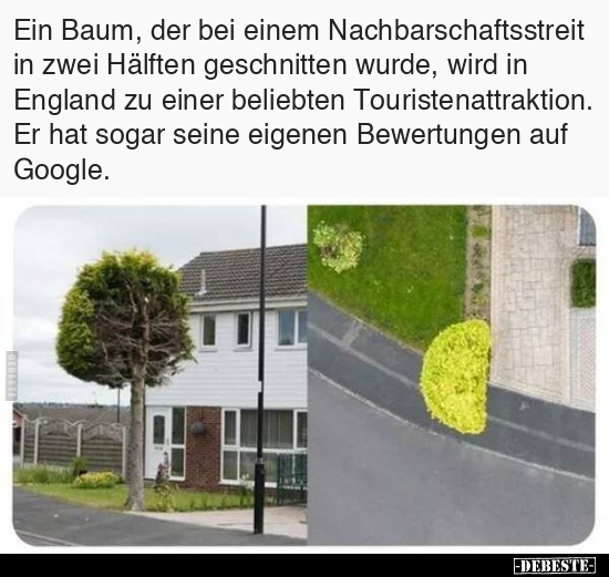 Ein Baum, der bei einem Nachbarschaftsstreit in zwei.. - Lustige Bilder | DEBESTE.de