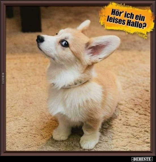 Hör' ich ein leises Hallo?..