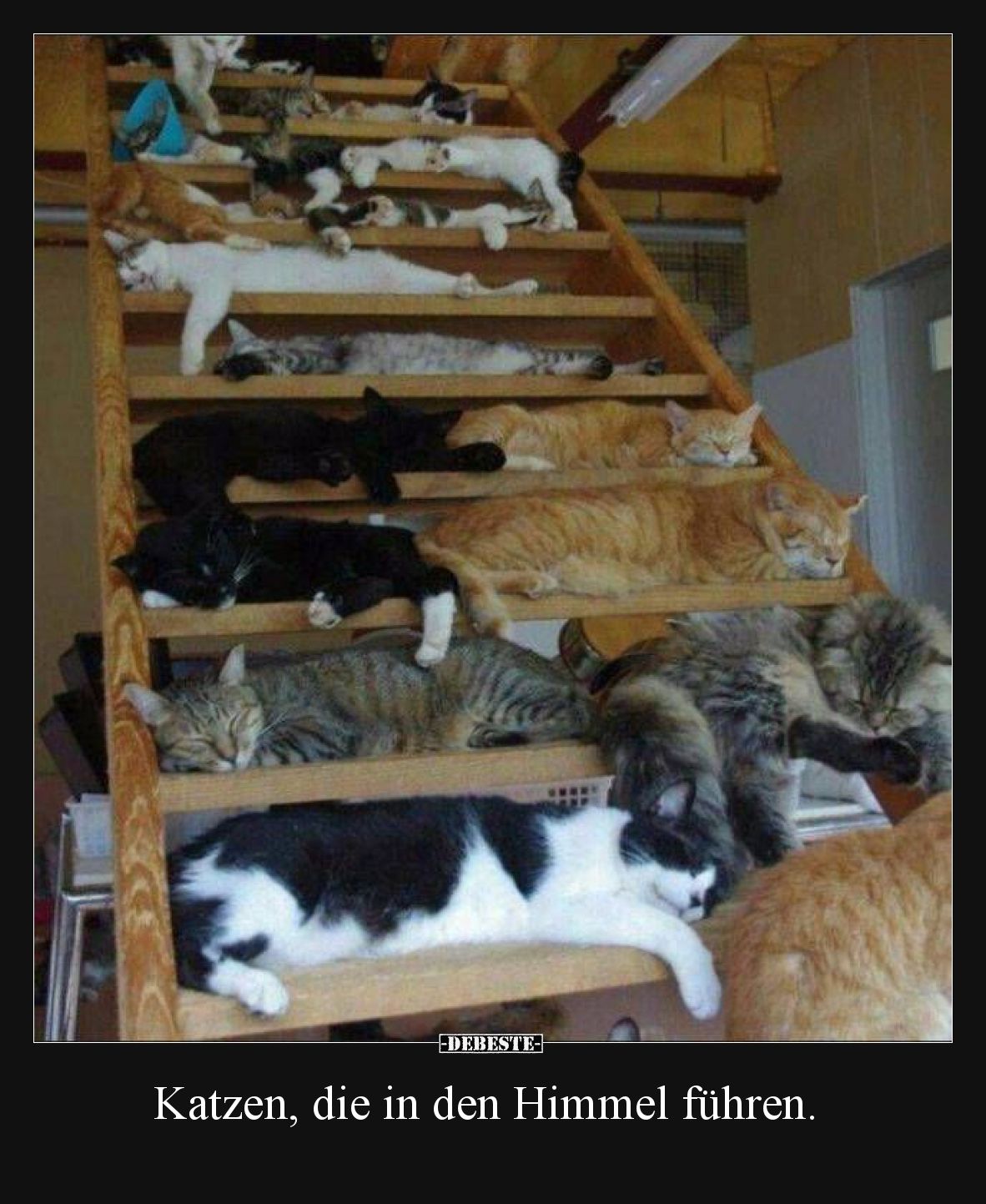 Katzen, die in den Himmel führen.