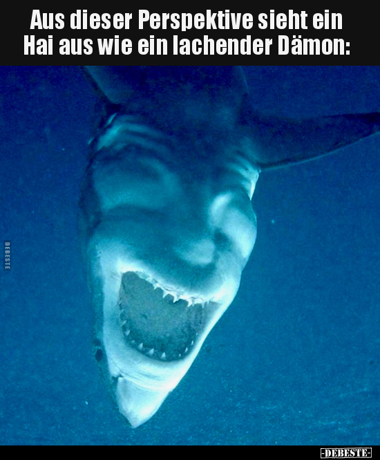 Aus dieser Perspektive sieht ein Hai aus wie ein lachender.. - Lustige Bilder | DEBESTE.de