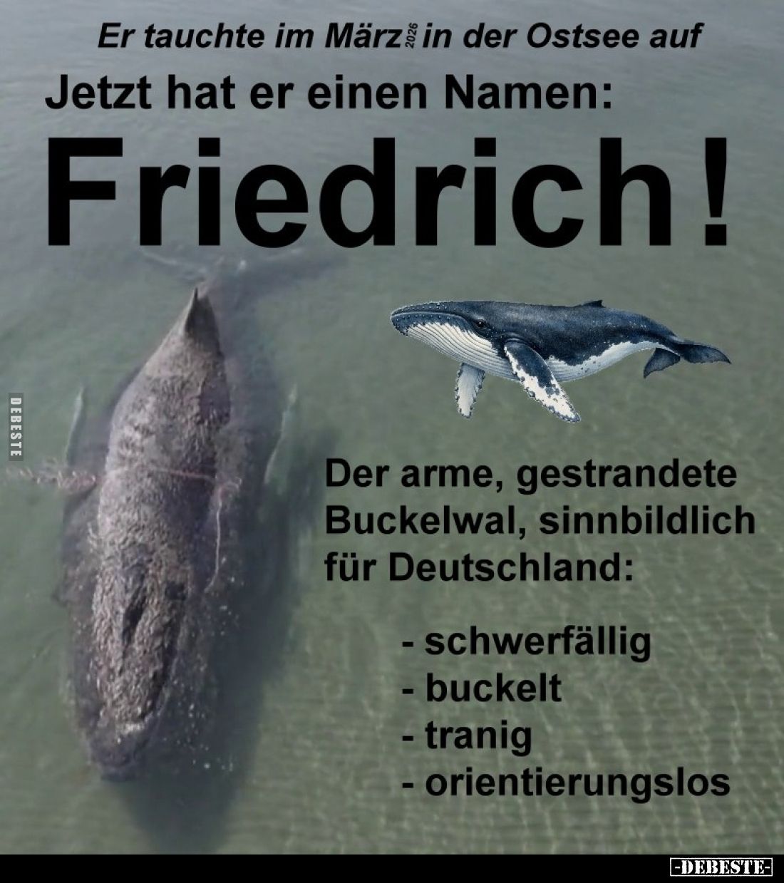 Er tauchte im März 2026 in der Ostsee auf. - Lustige Bilder | DEBESTE.de