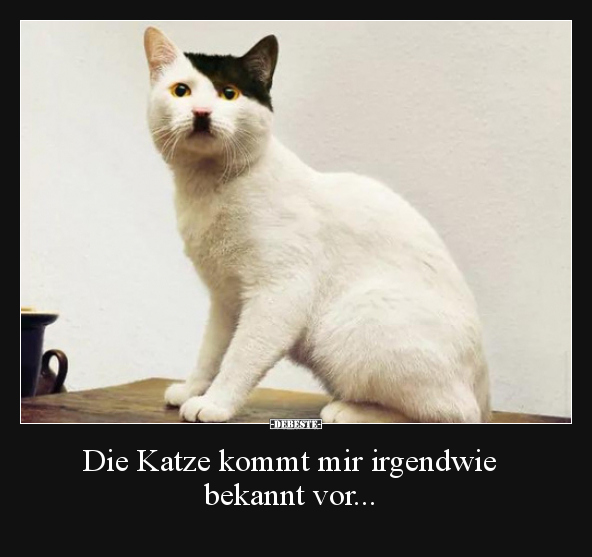 Lustige Bilder zum Thema: Katze