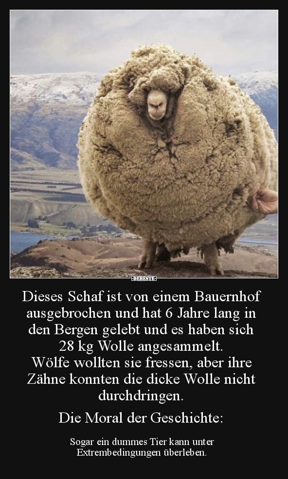 Dieses Schaf ist von einem Bauernhof ausgebrochen und hat.. - Lustige Bilder | DEBESTE.de