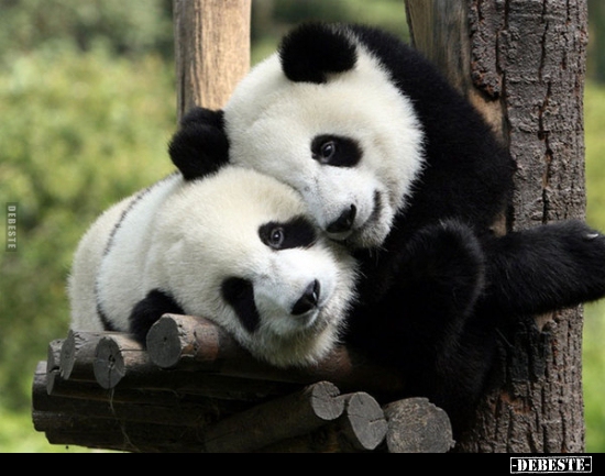 ♥ - Lustige Bilder | DEBESTE.de