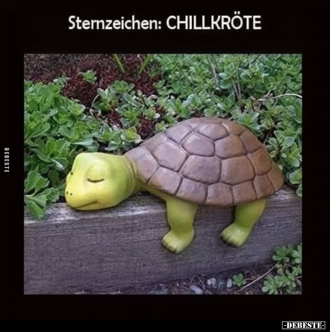 Sternzeichen: CHILLKRÖTE