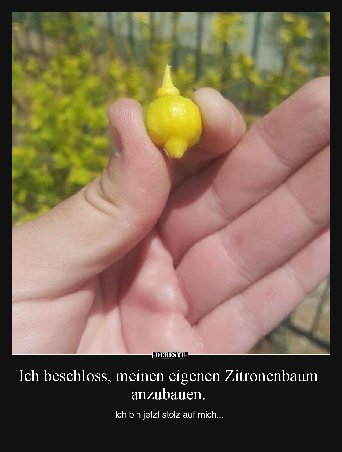 Ich beschloss, meinen eigenen Zitronenbaum anzubauen.

Ich bin jetzt stolz auf mich...