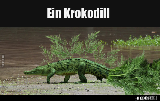 Ein Krokodill.. - Lustige Bilder | DEBESTE.de