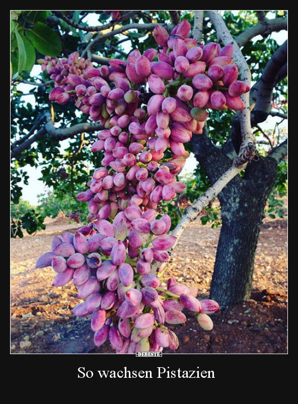So wachsen Pistazien..