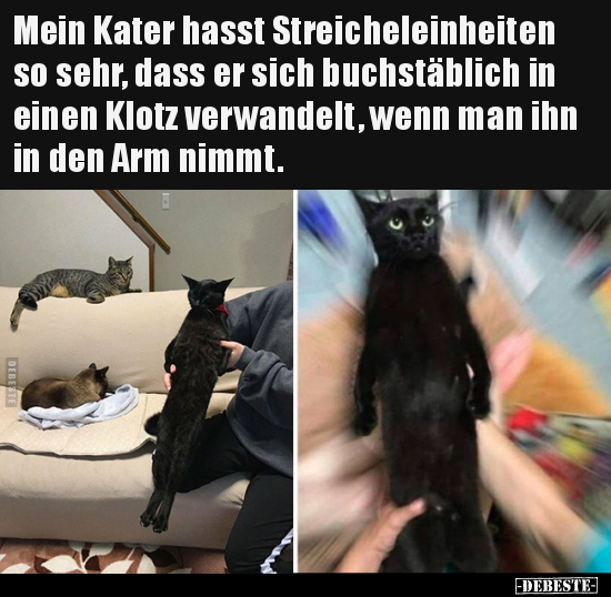 Mein Kater hasst Streicheleinheiten so sehr, dass er sich..