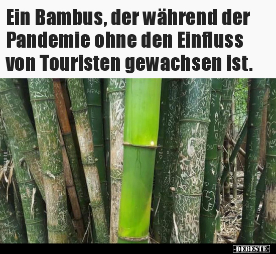 Ein Bambus, der während der Pandemie ohne den Einfluss von.. - Lustige Bilder | DEBESTE.de