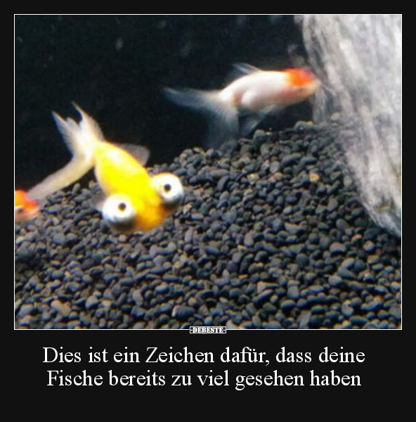 Dies ist ein Zeichen dafür, dass deine Fische bereits zu.. - Lustige Bilder | DEBESTE.de