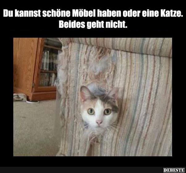 Du kannst schöne Möbel haben oder eine Katze.. - Lustige Bilder | DEBESTE.de