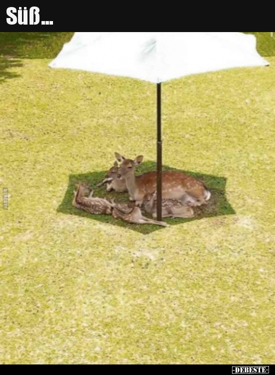 Süß...