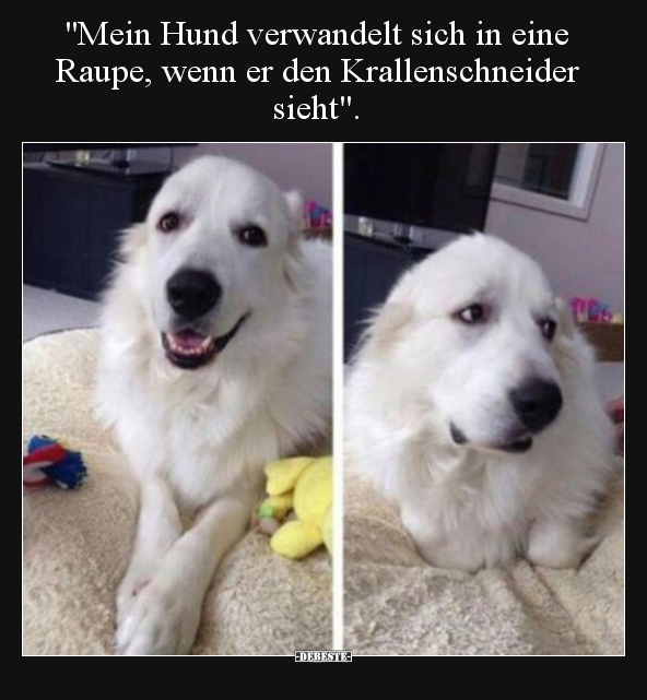 "Mein Hund verwandelt sich in eine Raupe, wenn er den.." - Lustige Bilder | DEBESTE.de