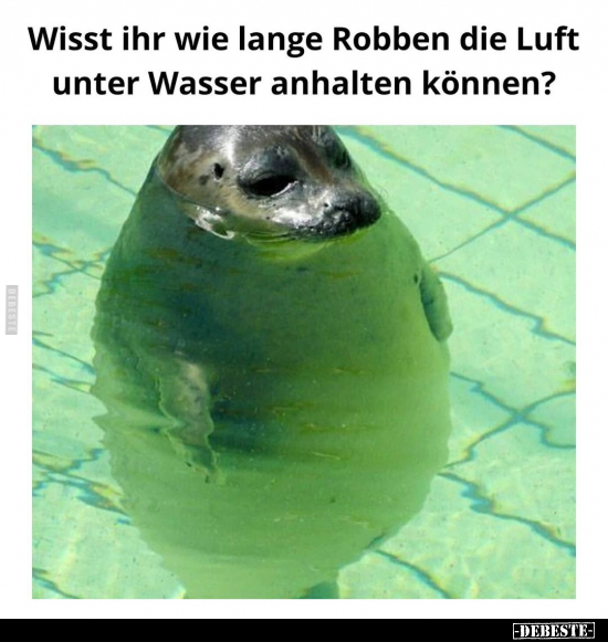 Wisst ihr wie lange Robben die Luft unter Wasser anhalten.. - Lustige Bilder | DEBESTE.de