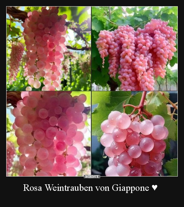 Rosa Weintrauben von Giappone.. - Lustige Bilder | DEBESTE.de