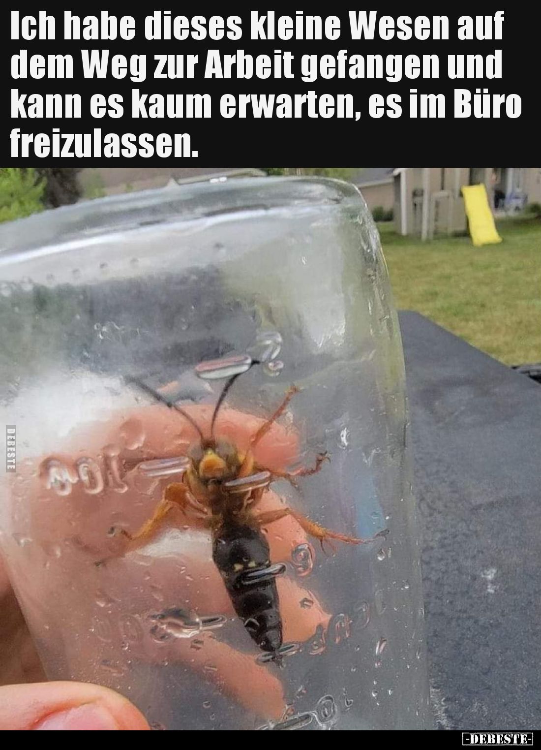 Ich habe dieses kleine Wesen auf dem Weg zur Arbeit gefangen und kann es kaum erwarten, es im Büro freizulassen.