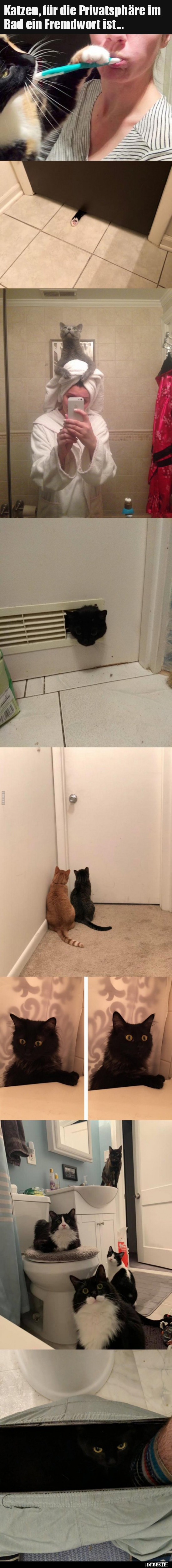 Katzen, für die Privatsphäre im Bad ein Fremdwort..