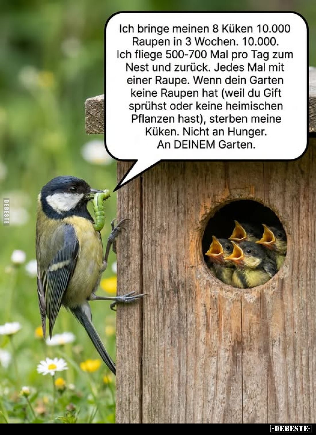Ich bringe meinen 8 Küken 10.000 Raupen in 3 Wochen. 10.000.
Ich fliege 500-700 Mal pro Tag zum Nest und zurück. Jedes Mal m...