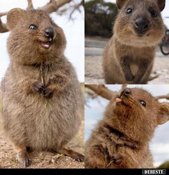  - Lustige Bilder | DEBESTE.de