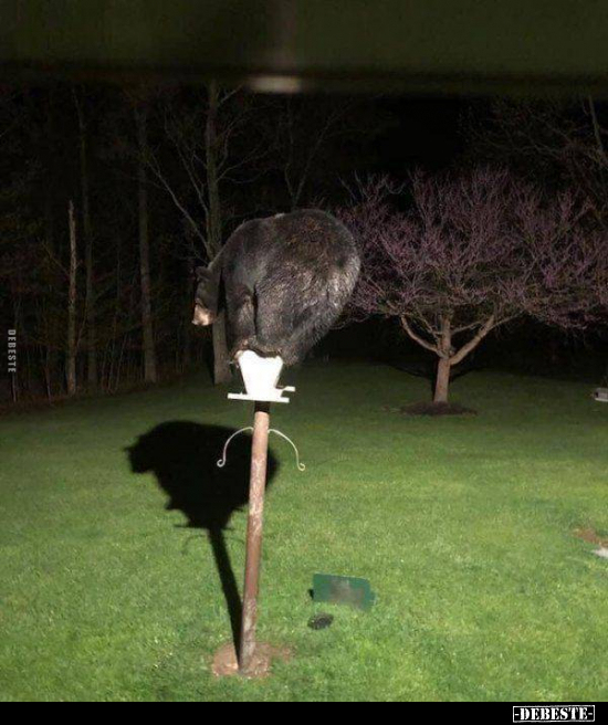  - Lustige Bilder | DEBESTE.de