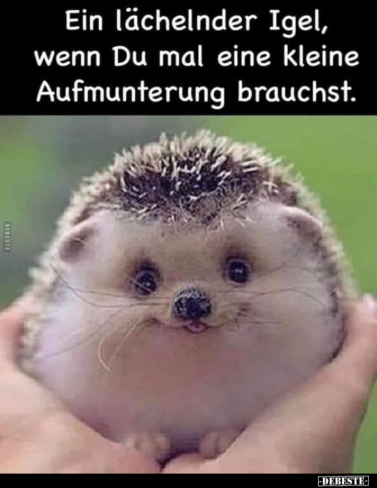 Ein lächelnder Igel, wenn Du mal eine kleine Aufmunterung.. - Lustige Bilder | DEBESTE.de
