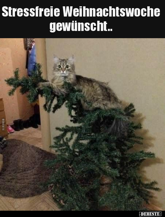 Stressfreie Weihnachtswoche gewünscht.. - Lustige Bilder | DEBESTE.de