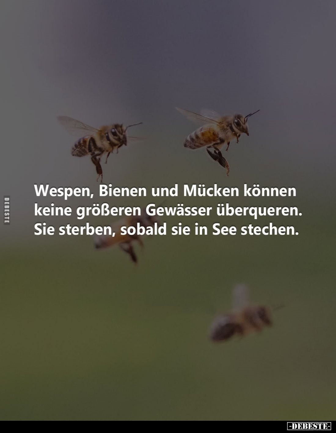 Wespen, Bienen und Mücken können keine größeren Gewässer überqueren.
Sie sterben, sobald sie in See stechen.