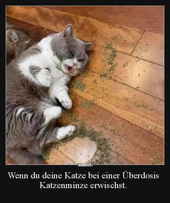 Wenn du deine Katze bei einer Überdosis Katzenminze.. - Lustige Bilder | DEBESTE.de