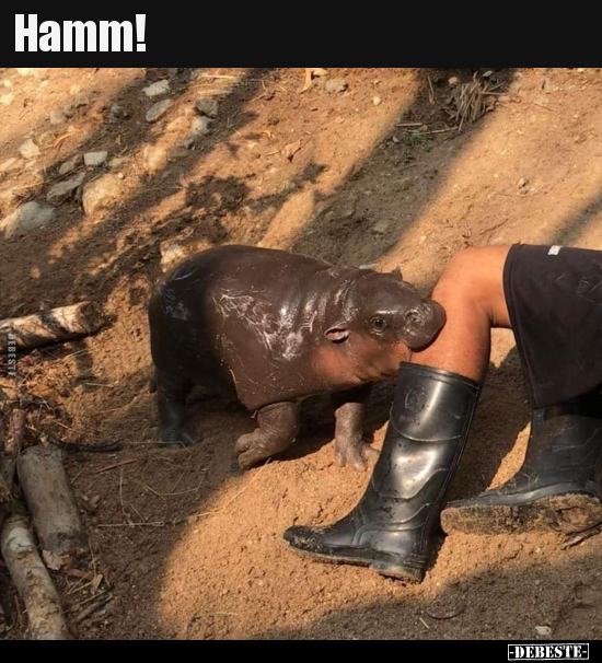 Hamm!..