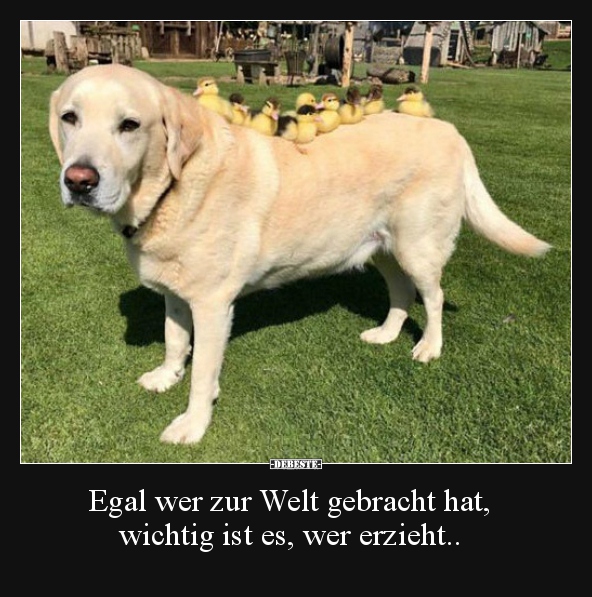 Egal wer zur Welt gebracht hat, 
wichtig ist es, wer erzieht..
