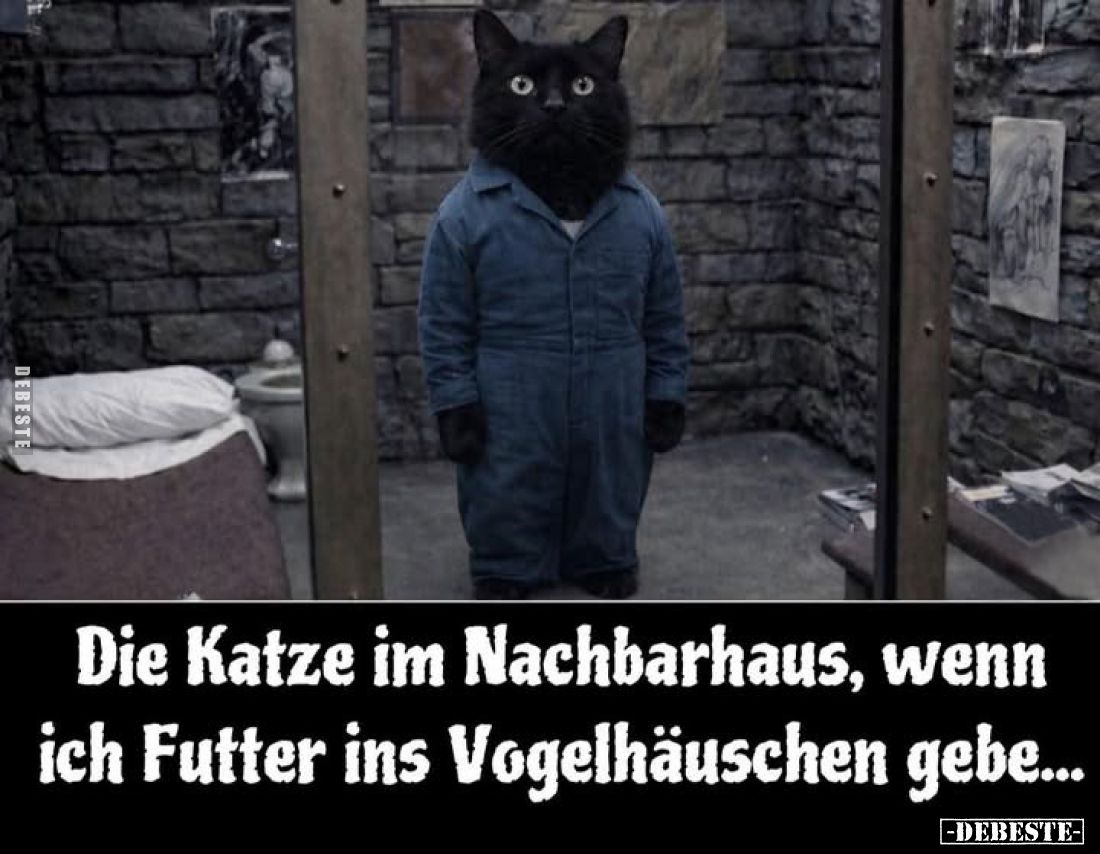 Die Katze im Nachbarhaus, wenn ich Futter ins Vogelhäuschen gebe...
