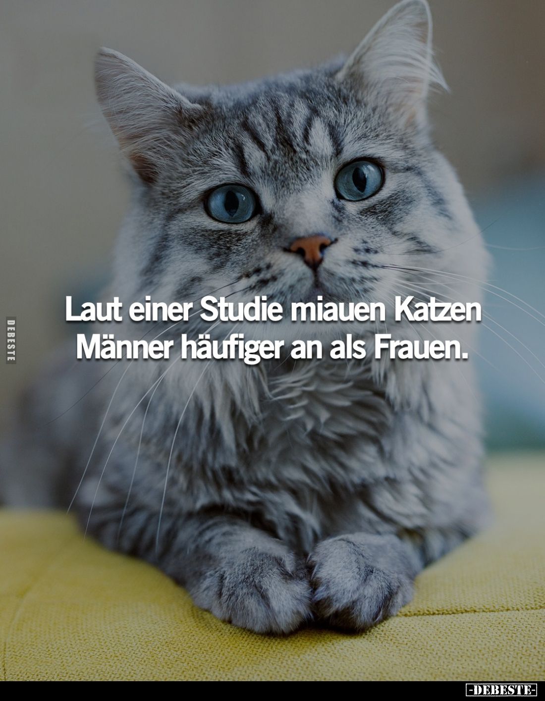Laut einer Studie miauen Katzen Männer häufiger an als Frauen.