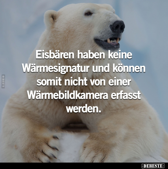 Eisbären haben keine Wärmesignatur und können somit nicht.. - Lustige Bilder | DEBESTE.de