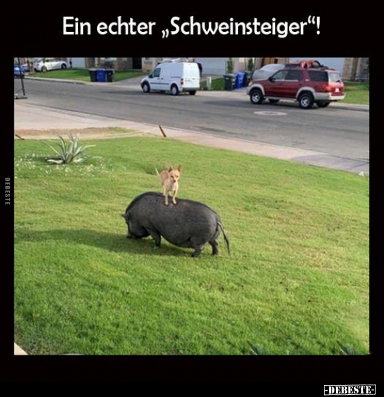 Ein echter "Schweinsteiger"!.. - Lustige Bilder | DEBESTE.de