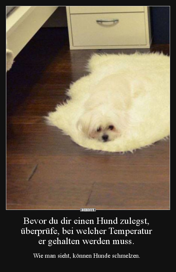 Bevor du dir einen Hund zulegst, überprüfe, bei welcher..