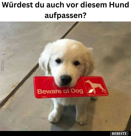 Würdest du auch vor diesem Hund aufpassen?.. - Lustige Bilder | DEBESTE.de